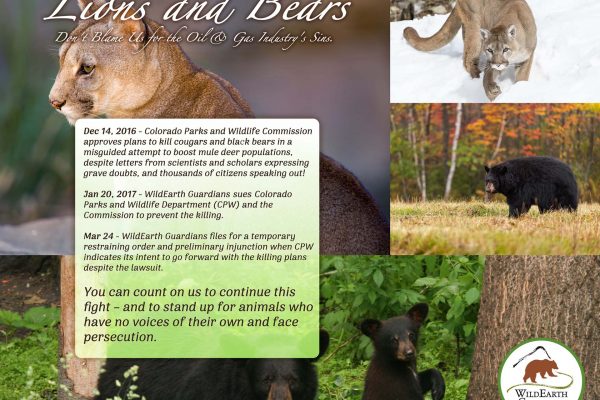 Howling Affair - Wildlife Poster web